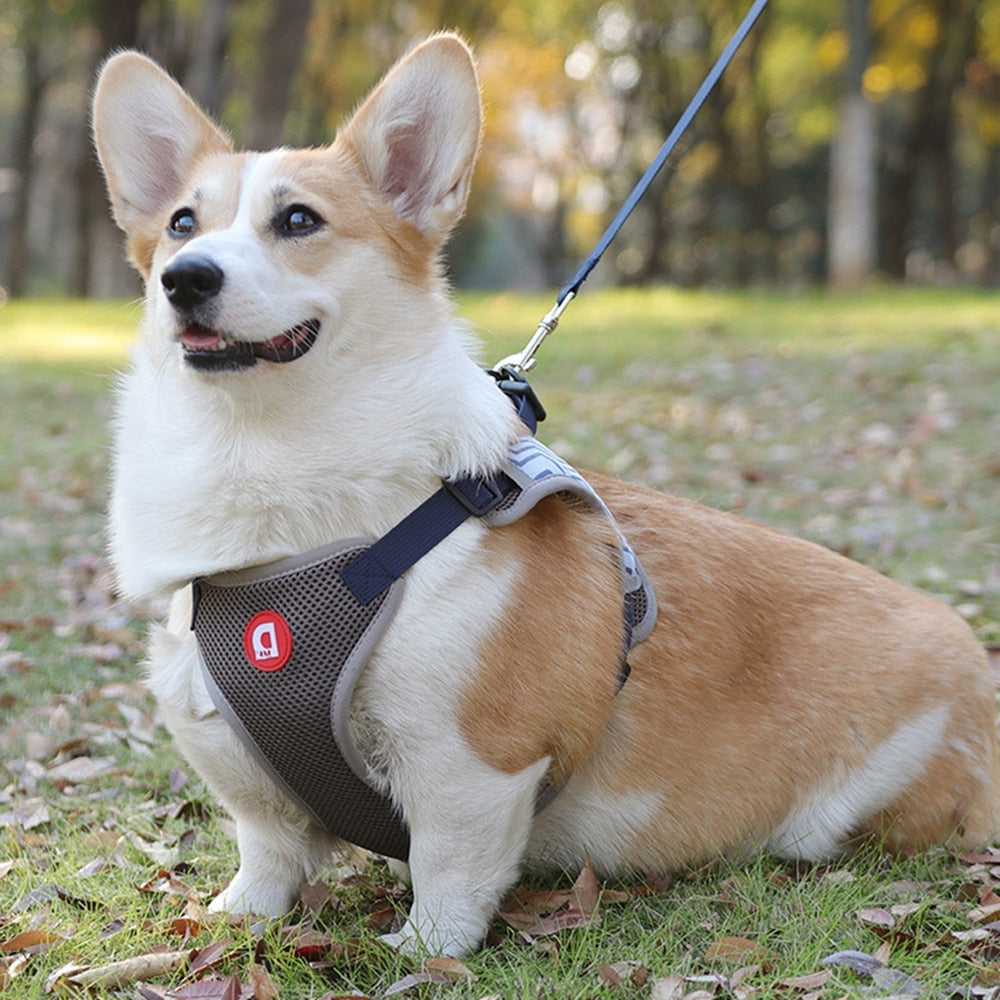 Blue No Pull Reflective Dog Harness and Leash Set