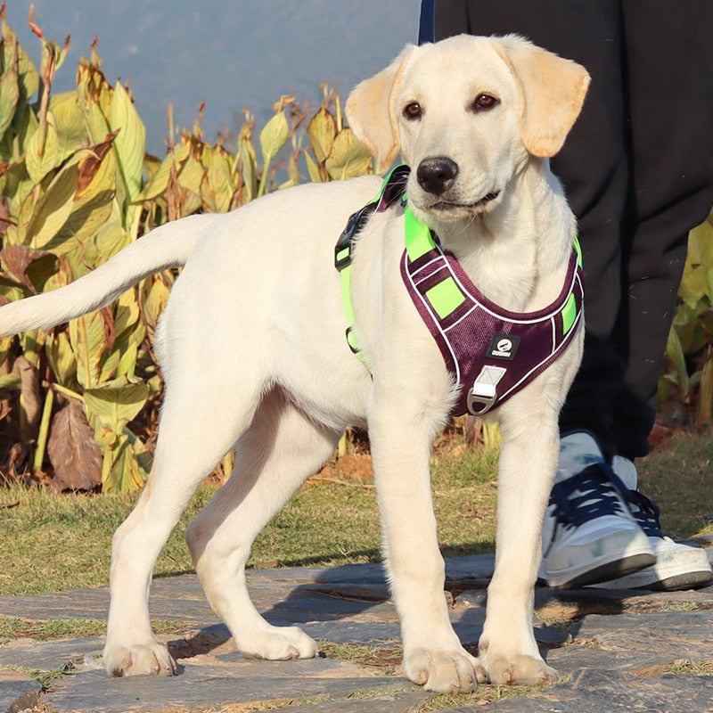 Heavy Duty Reflective Dog Harness