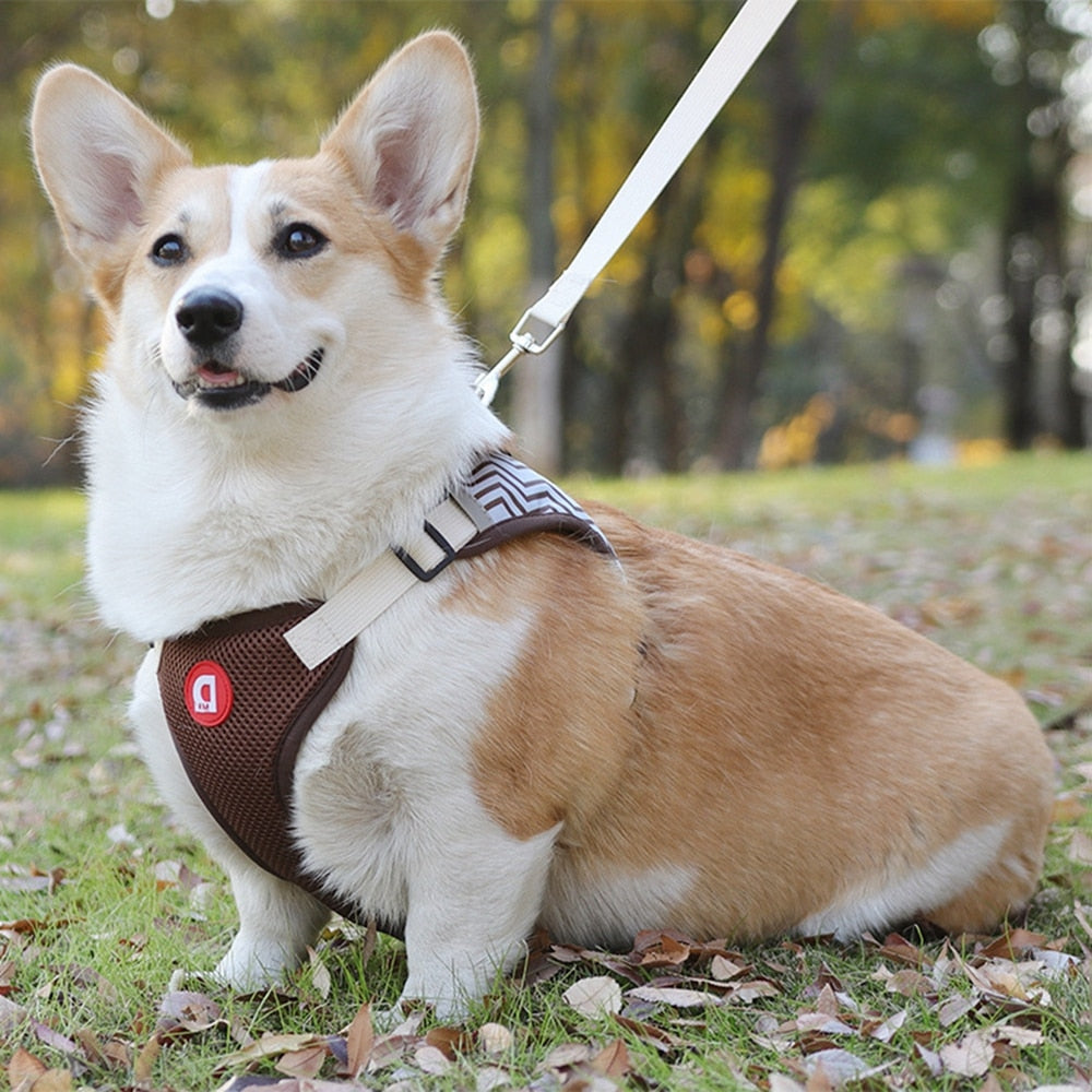 Orange No-Pull Reflective Dog Harness and Leash Set